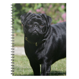 Caderno Espiral Pug preto que está de vista a câmera