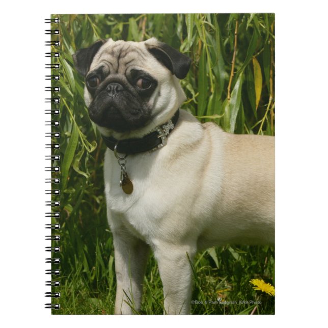 Caderno Espiral Pug que olha a câmera (Frente)