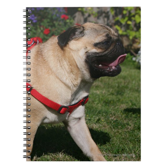 Caderno Espiral Pug que veste o chicote de fios vermelho (Frente)