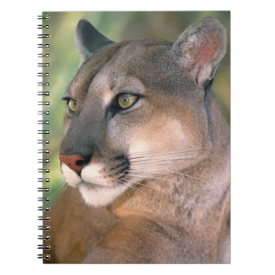 Caderno Espiral Puma, Califórnia