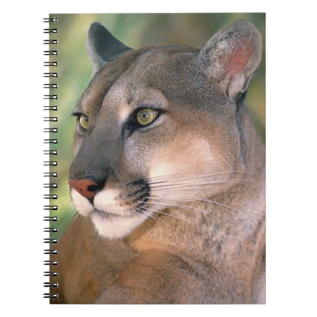 Caderno Espiral Puma, Califórnia (Frente)