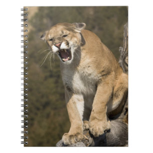 Caderno Espiral Puma ou leão-da-montanha, puma concolor, Cativo -