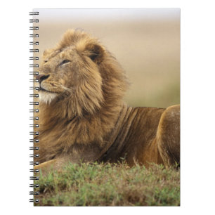 Caderno Espiral Quênia, Masai Mara   Leão macho