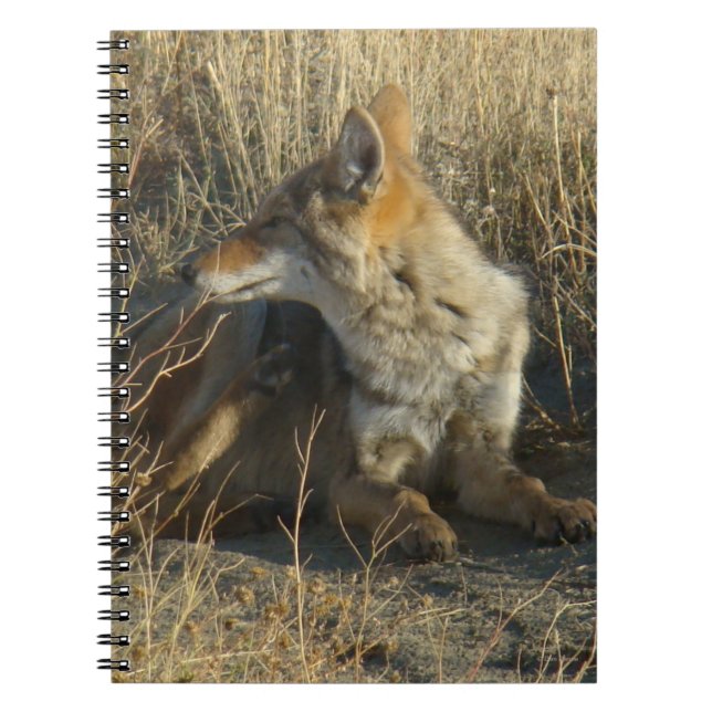 Caderno Espiral R16 Coyote Scratching (Frente)