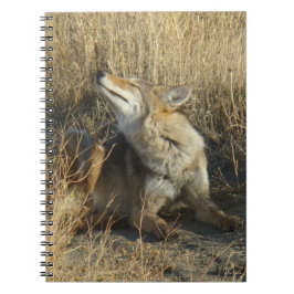 Caderno Espiral R17 Coiote Coçando