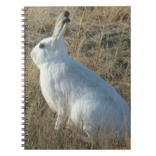 Caderno Espiral R25 Lebre-de-neve