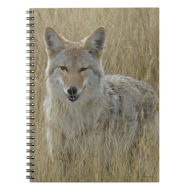 Caderno Espiral R2 Coyote em Grama Alta (Frente)