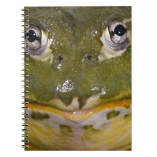 Caderno Espiral Rã-África-de-Buraco, Pyxicephalus