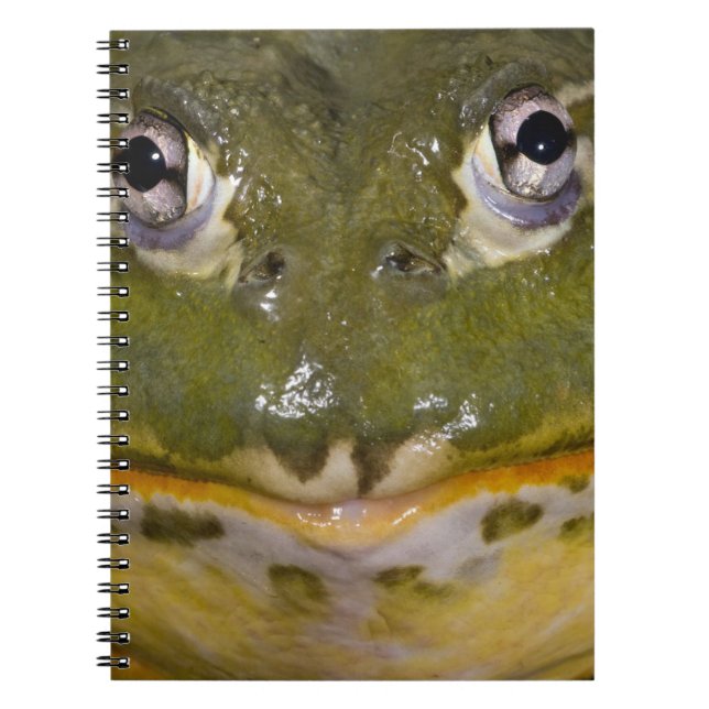 Caderno Espiral Rã-África-de-Buraco, Pyxicephalus (Frente)