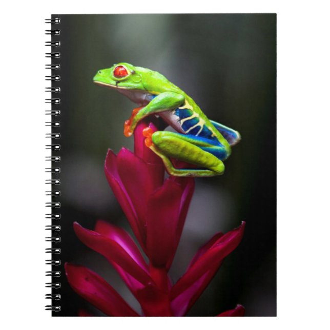 Caderno Espiral Rã-arbórea-de-olho-vermelho (Frente)