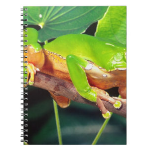 Caderno Espiral Rã-Perereca-Macaco-Gigante-Bicolor, Phyllomedusa
