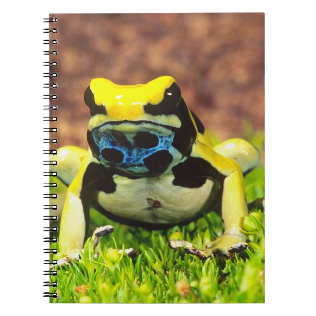 Caderno Espiral Rã-veneno-de-tinta, Dendrobates tinctorius, (Frente)