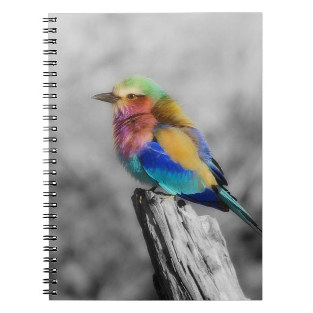 Caderno Espiral Rainbow Bird (Frente)