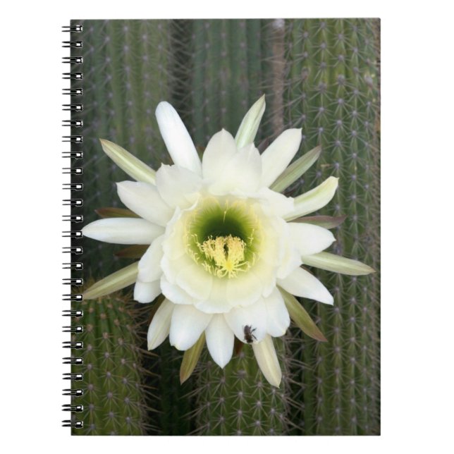 Caderno Espiral Rainha Da Flor Noturna De Cactus, Região De Karoo (Frente)