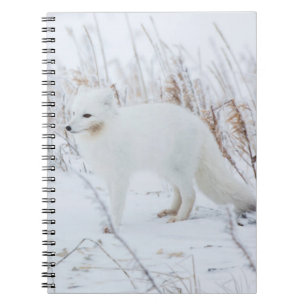 Caderno Espiral Raposa-do-Ártico
