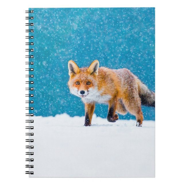 Caderno Espiral Raposa no inverno. Raposa vermelha, Vulpes vulpes, (Frente)