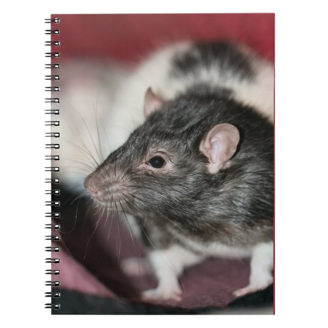 Caderno Espiral Rato (Frente)