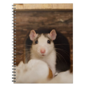 Caderno Espiral Rato Cujo