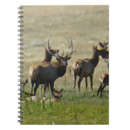 Caderno Espiral Rebanho de Alces E36 no Poço de Água