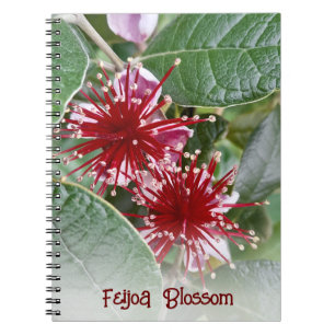 Caderno Espiral Red Floral Feijoa Blossomas da Nova Zelândia
