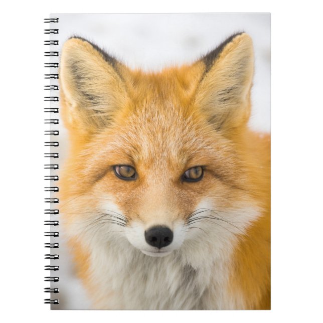 Caderno Espiral Red Fox Portrait (Frente)
