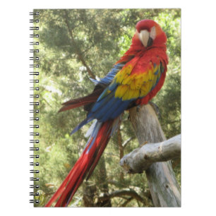 Caderno Espiral Red Macaw Parrot Bird Colorida Tropical