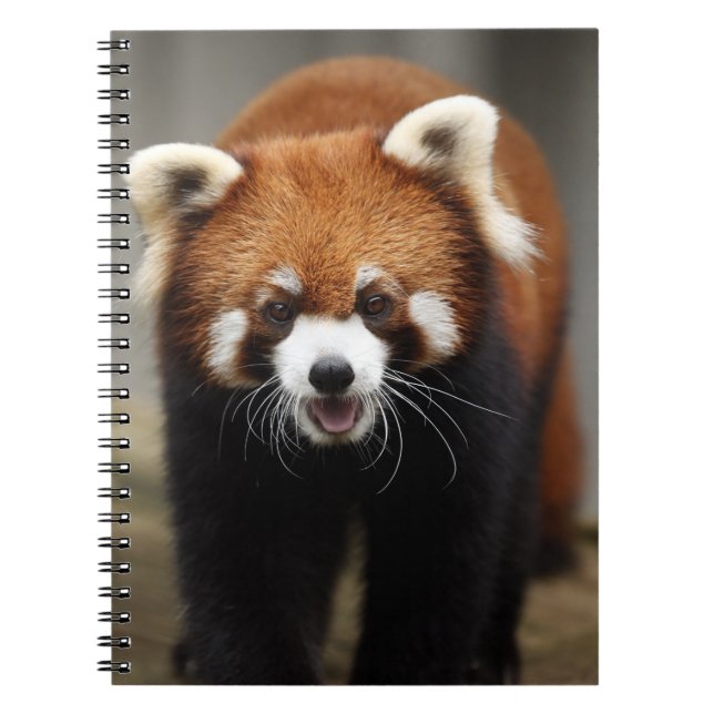 Caderno Espiral Red Panda (Frente)