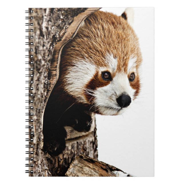 Caderno Espiral Red Panda Peek-a-Boo (Frente)