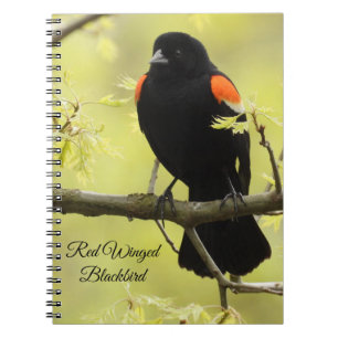 Caderno Espiral Red Winged Blackbird