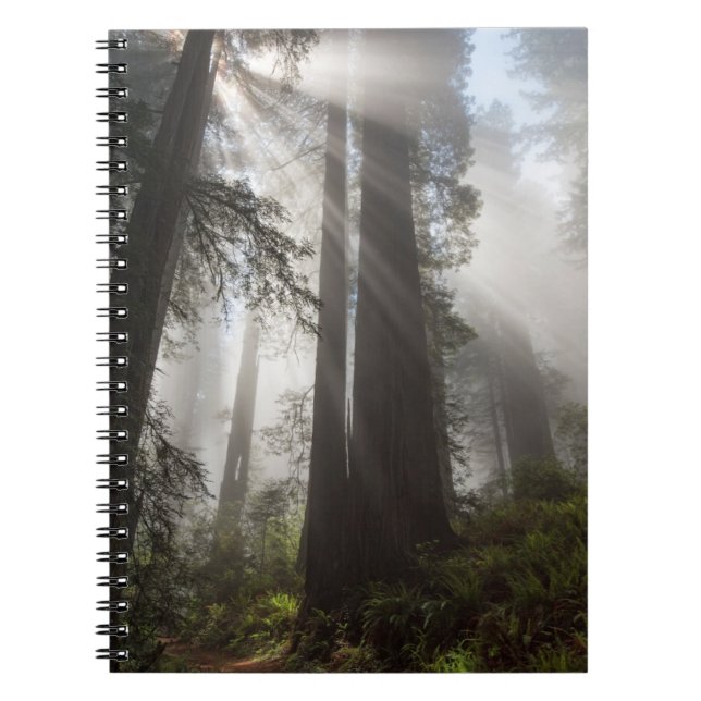 Caderno Espiral Redwood National Park California (Frente)