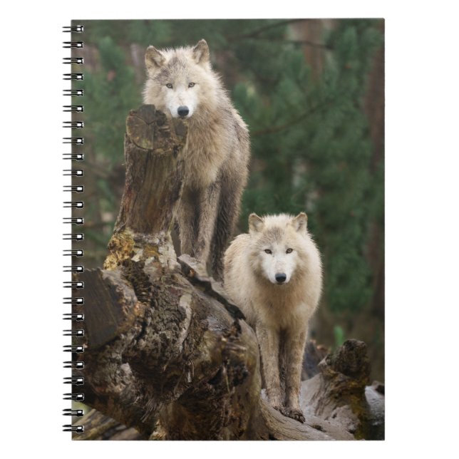 Caderno Espiral Reino dos Lobos Brancos (Frente)