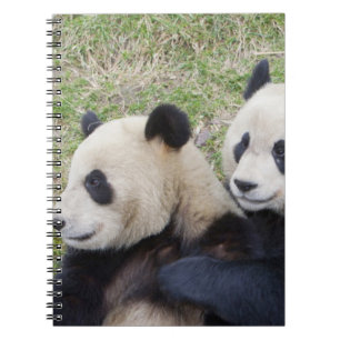 Caderno Espiral Reserva de Wolong, China, Panda gigante abraçando