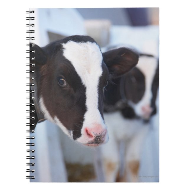 Caderno Espiral Retrato da vaca (Frente)