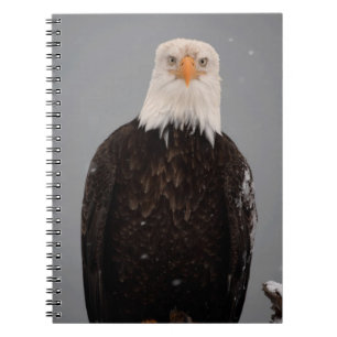 Caderno Espiral Retrato de Águia Careca na Neve, Haliaeetus