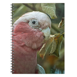 Caderno Espiral Retrato de Ave Australiana Galah Cockatoo Rosa