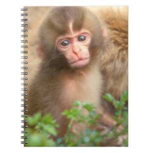 Caderno Espiral Retrato de bebê macaco da neve