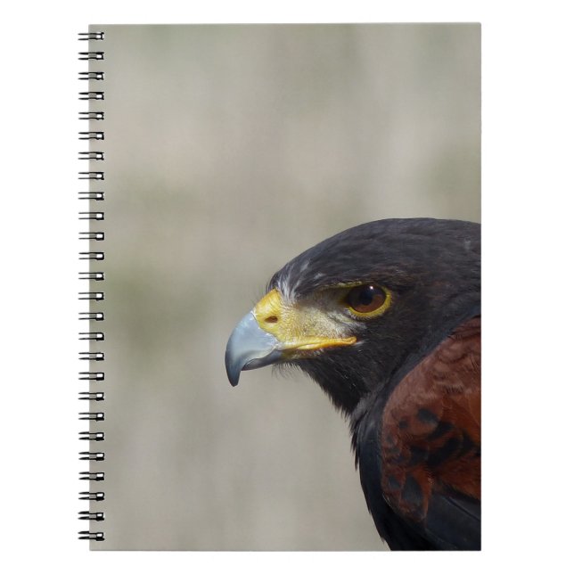 Caderno Espiral Retrato de Falcão-de-Harris (Frente)
