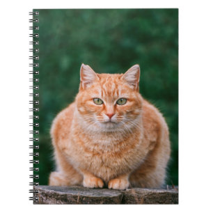 Caderno Espiral Retrato de Gato Laranja Listrado em Toco de Árvore