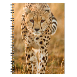 Caderno Espiral Retrato de Guepardo (Acinonyx Jubatus), Maasai