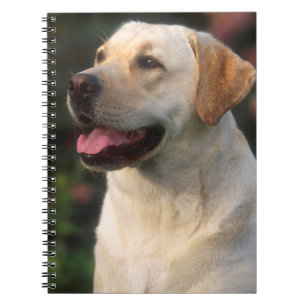 Caderno Espiral Retrato De Labrador Retriever, Hilton