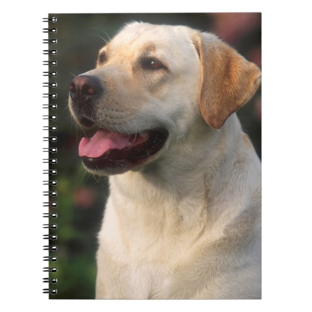 Caderno Espiral Retrato De Labrador Retriever, Hilton (Frente)