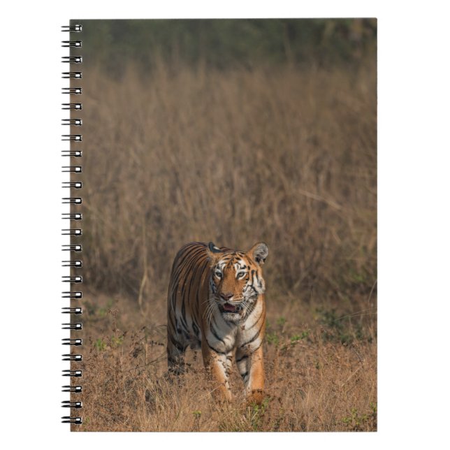 CADERNO ESPIRAL RETRATO DE TIGER (Frente)