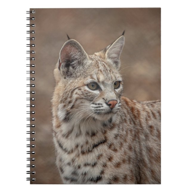 Caderno Espiral Retrato de um Bobcat (Frente)