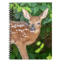 Caderno Espiral Retrato de uma Fawn recém-nascida (veado de cauda