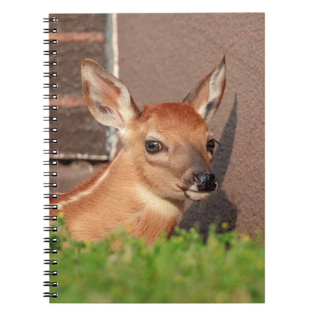 Caderno Espiral Retrato de uma Fawn (veado branco) (Frente)