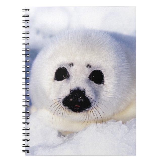Caderno Espiral Retrato de uma Pup Harp Seal (Frente)