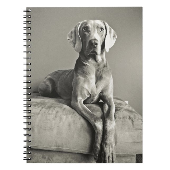 Caderno Espiral Retrato de Weimaraner (Frente)