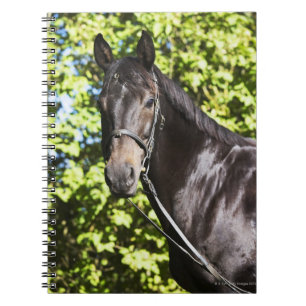 Caderno Espiral retrato do cavalo marrom 2