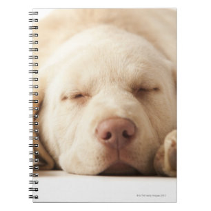 Caderno Espiral Retrato do estúdio de labrador retriever amarelo