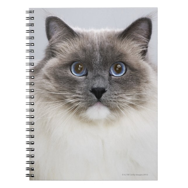 Caderno Espiral Retrato do gato Ragdoll (Frente)